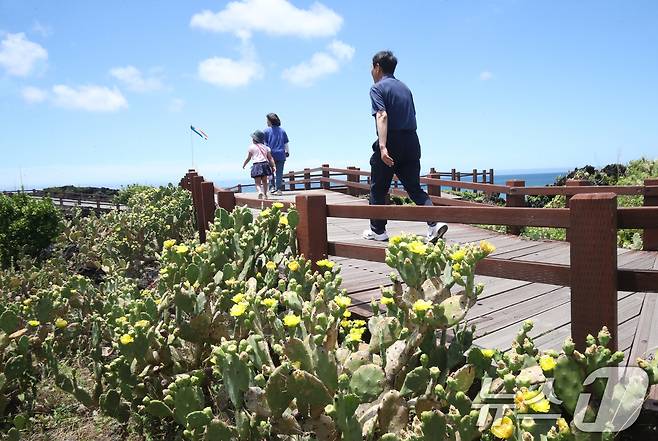 폭염이 이어지는 1일 오전 국내 유일 선인장 군락인 제주시 한림읍 월령선인장군락에 있는 손바닥 선인장에 꽃이 펴 시선을 사로잡고 있다. 2025.7.1/뉴스1 ⓒ News1 오현지 기자
