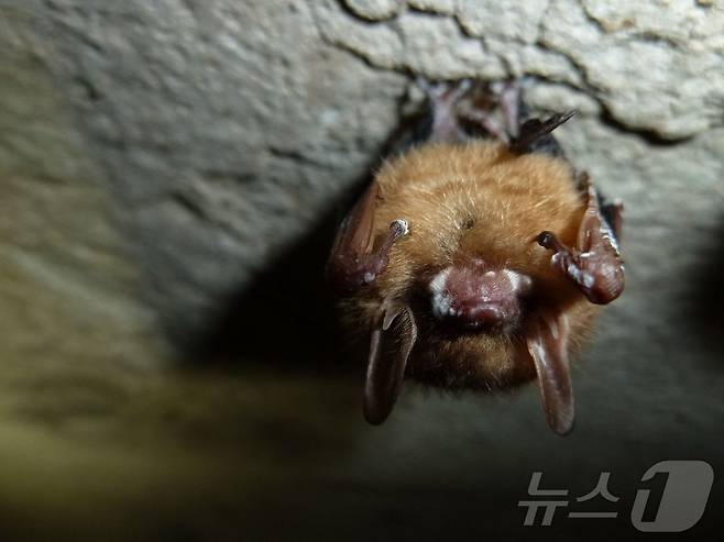 미국 켄터키주에 있는 맘모스 동굴 국립공원에서 박쥐가 달려있다. 2024.11.9 (특정 기사 내용과는 무관한 자료사진) ⓒ AFP=뉴스1 ⓒ News1 김경민 기자
