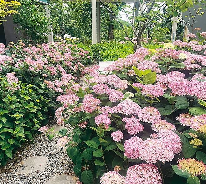 망우역사문화공원엔 수국이 한창이다.