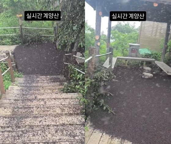 인천 계양산을 점령한 러브버그 사체 영상이 화제가 되고 있다.