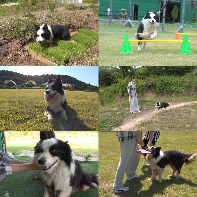 ‘TV동물농장’ (제공: SBS)