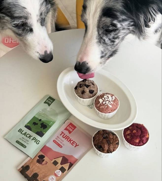 포옹서포터즈들이 올린 반려동물 '밥꾸' 이미지 포옹 제공