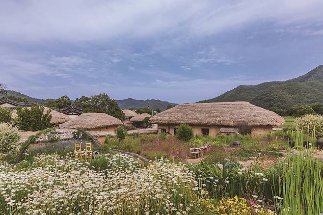 하회마을 초가집 사이로 소담히 피어난 들꽃
