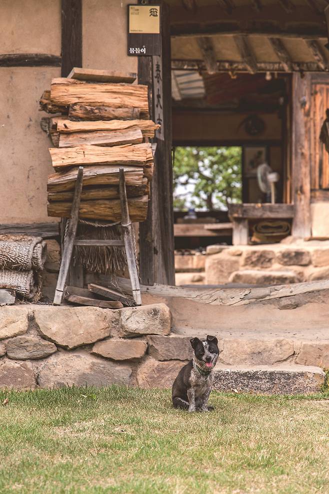 하회마을에서는 장작이 쌓인 정겨운 풍경을 만날 수 있다