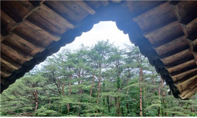 박유진씨가 아침에 일어나 보은군 펜션 앞마당에서 촬영한 숲 전경. 박씨 제공