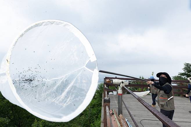 4일 환경부 및 소속기관 직원들이 인천 계양구 소재 계양산을 중심으로 활동중인 러브버그 성체를 제거하기 위해 송풍기와 포충망을 활용해 방제 작업을 하고 있다. 뉴스1