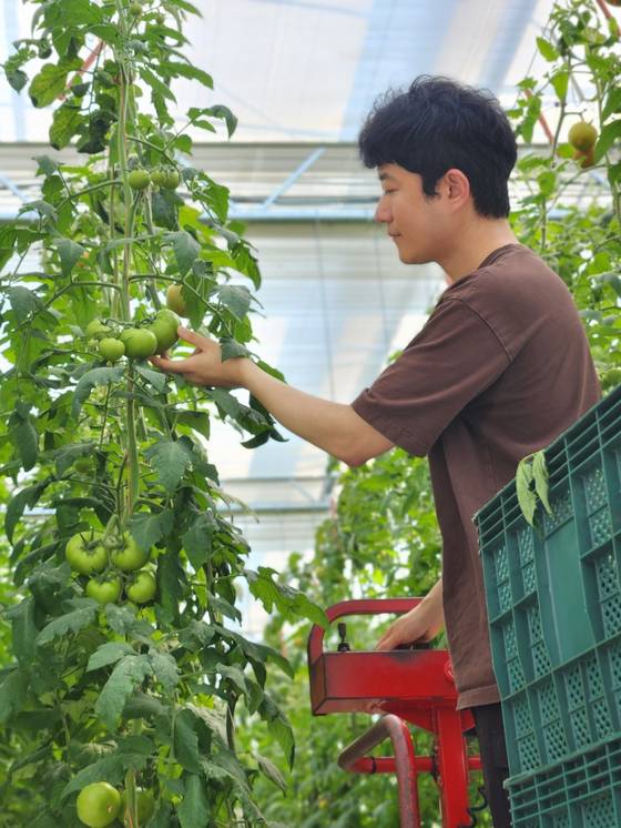 경북 상주시 사벌국면에 조성된 상주 스마트팜 혁신밸리 토마토 온실에서 교육생 강태영씨가 작물을 살펴보고 있다. 김정석 기자