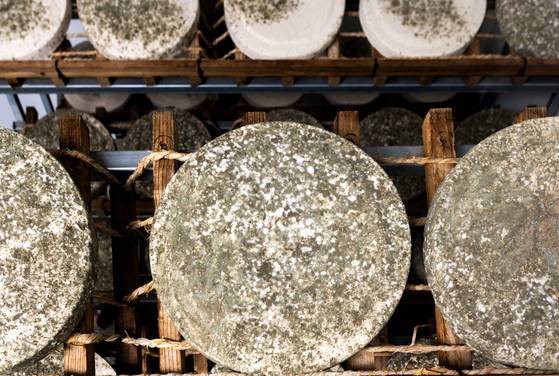 띄운지 15일된 누룩의 모습. 장진영 기자