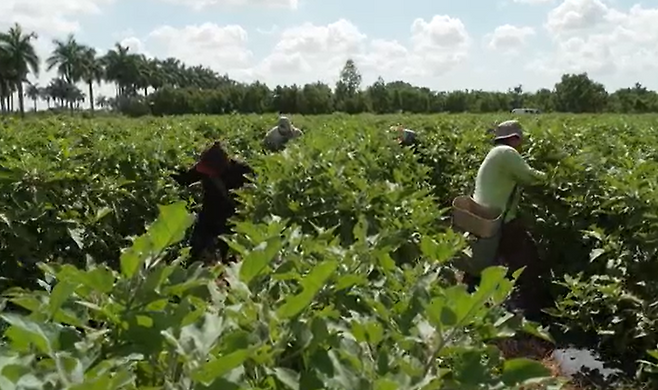 캘리포니아 농장에서 이민자들이 일을 하고 있다.