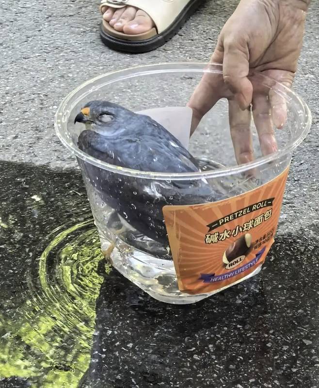 중국 우한에서 무더위가 이어져 열사병 증상을 앓던 새가 물에 들어가 있는 모습. /사진=바이두