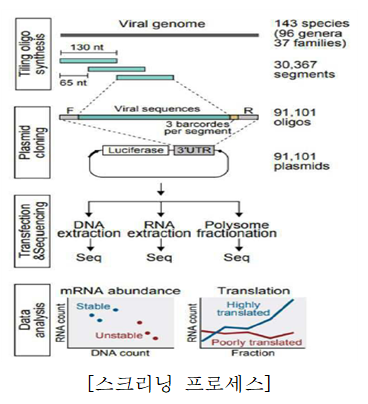mRNA 번역 증가용 조절 엘리먼트 스크리닝 과정
