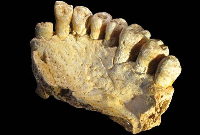 미슬리야 동굴에서 출토된 현생인류의 턱뼈