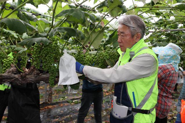 강호동 농협중앙회장이 '범농협 한마음 농촌일손 집중지원의 날'인 6월 20일 경기 화성시의 한 포도 농가에서 포도 송이에 봉지를 씌우고 있다. 농협중앙회 제공