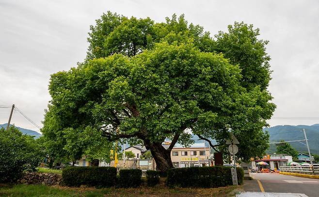 경북 청도군 각북면 덕촌리 털왕버들