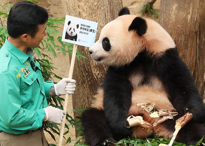 경기도 용인시 에버랜드에서 7일 열린 쌍둥이 판다 두돌 생일잔치에서 쌍둥이 판다 루이바오가 강철원 주키터로부터 사원증을 받고 있다. 연합뉴스