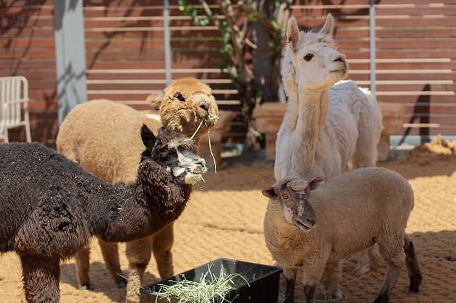 먹이를 먹고 있는 알파카와 양