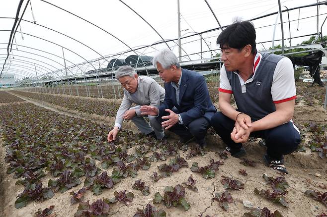 강호동 농협중앙회장(왼쪽)이 지난 13일 부산 강서구 대저동 상추 농가를 방문해 생육상황을 점검했다. 농협중앙회 제공