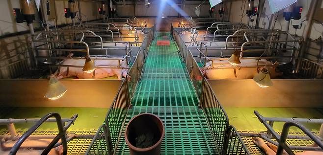 양돈 인공지능 분만 관리시스템 현장 사진. 경남도 제공