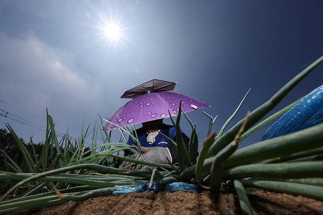 7월2일 경북 고령군 다산면의 한 밭에서 한 농민이 뙤약볕 아래서 양산을 쓴 채 파 모종을 심고 있다. 기사 내용과 무관한 사진 ⓒ연합뉴스