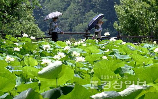 ▲ 본격적인 여름 더위가 시작된다는 절기 '소서(小暑)'인 7일 울산 남구 선암호수공원 연꽃지에 연꽃이 만개해 산책로를 지나는 시민들에게 찜통 무더위 속 여름 정취를 전해주고 있다. 김경우기자 woo@ksilbo.co.kr