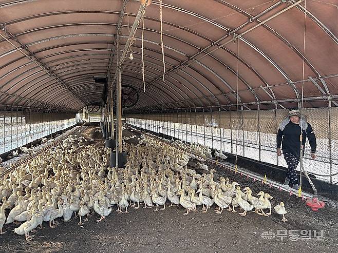 8일 오후 영암 신북면 월지리 한 오리농가에서 오리들이 햇빛을 피해 그늘진 곳에 모여있다.