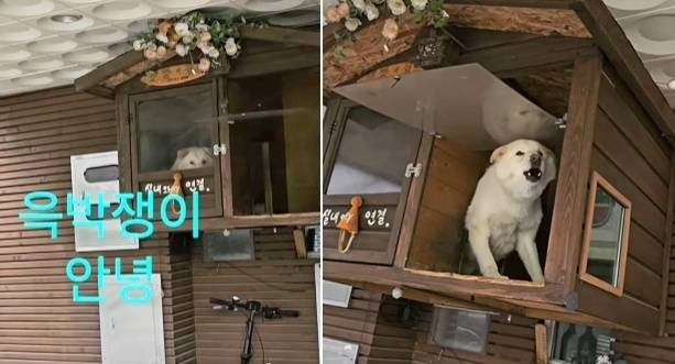 예상치 못한 시점에 튀어나와 짖는 풍산개 짱이. 오한별 씨는 짱이와 친해지는 과정을 기록하는 '심장 떨리는 배송일지' 영상을 올리고 있다(인스타그램 onfactory1 제공). ⓒ 뉴스1