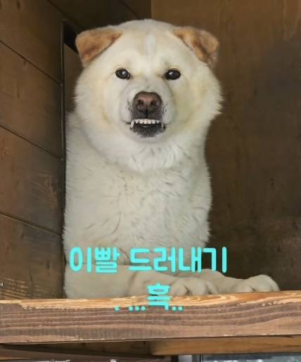 짱이의 건치 자랑. 9회 넘는 간식 배달에도 마음을 쉽게 열지 않는 도도한 짱이(인스타그램 onfactory1 제공) ⓒ 뉴스1