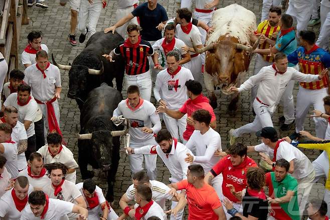 7일(현지시간) 스페인 팜프로나에서 열린 산 페르민 축제의 '엔시에로'에서 참가자들이 황소와 함께 달리고 있다. ⓒ AFP=뉴스1