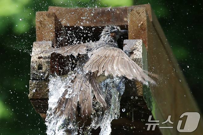 무더위가 이어진 8일 부산 남구 대연수목전시원에서 직박구리 한 마리가 물레방아에 흐르는 시원한 물에 날아들어 더위를 식히며 목욕을 하고 있다. 2025.7.8/뉴스1 ⓒ News1 윤일지 기자