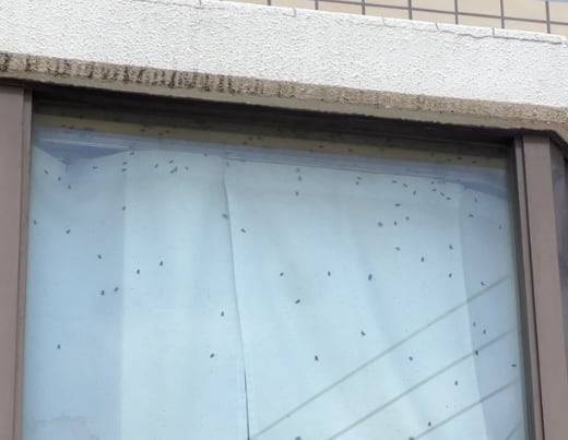 창문에 파리가 다수 붙어있는 모습. /X