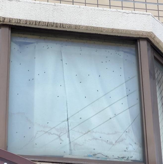 창문에 파리가 다닥다닥 붙은 모습/X(엑스) 캡처