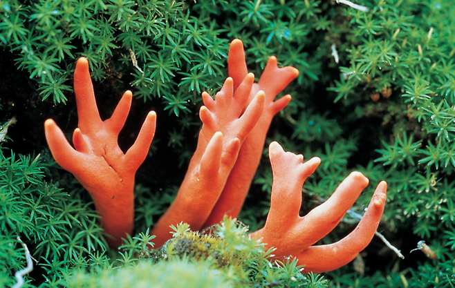 붉은사슴뿔버섯. 사진=산림청 국립산림과학원