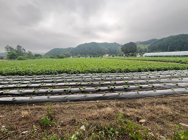 6일 강원 평창군 봉평면의 정은경 보건복지부 장관 후보자 남편 소유 농지. 평창=이에스더 기자