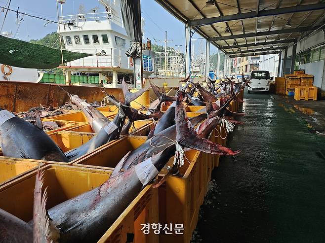 경북 영덕군 강구항에 8일 오전 130~150㎏에 달하는 참다랑어(참치) 600여 마리가 놓여있다. 강구수협 제공