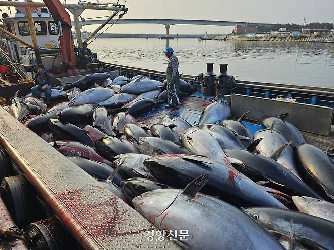 경북 영덕군 강구항으로 입항하는 어선에 8일 130~150㎏에 달하는 참다랑어(참치)가 쌓여있다. 강구수협 제공