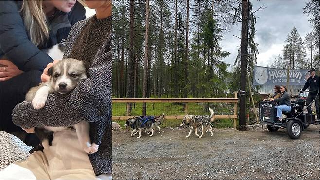 허스키 파크 액티비티. /사진= 강예신 기자