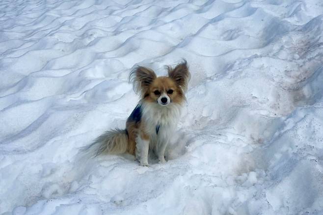 지난 6일(현지시간) 스위스 발레주 사스페 마을에 있는 페 빙하를 하이킹하다가 빙하 틈새에 빠진 남성의 반려견. AFP 연합뉴스