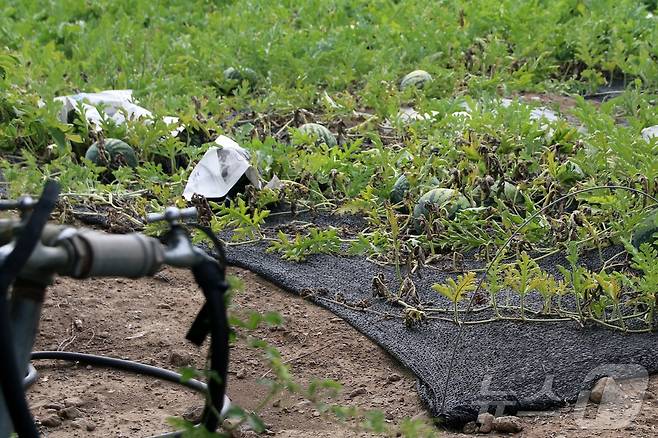 9일 제주 제주시 애월읍 신엄리 소재 밭에 있는 수박들이 신문지로 감싸져있다. 제주도는 약한 가뭄이 시작됐다.2025.7.9/뉴스1 ⓒ News1 홍수영 기자