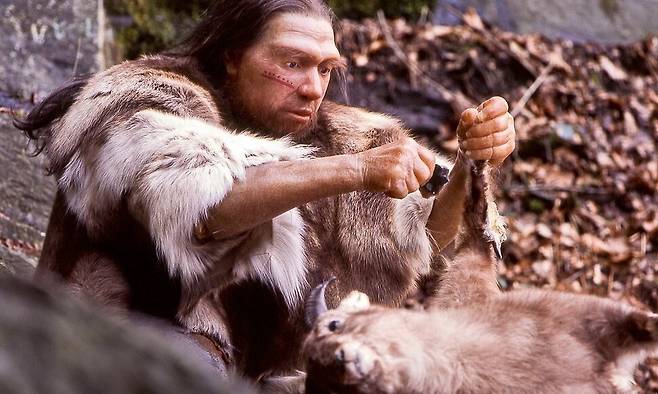 염소를 도살하는 네안데르탈인 모습을 재현한 복원 모형. 독일 네안데르탈박물관 제공