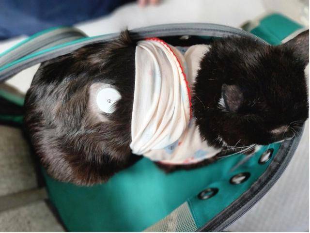 연속혈당측정기는 고양이의 발에 닿지 않는 부위를 찾아 부착하고, 가벼운 재질의 옷을 입히면 떨어져나가는 걸 방지할 수 있다. 김효진 수의사 제공