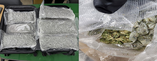 캐리어에 숨긴 대마. 부산지검 제공