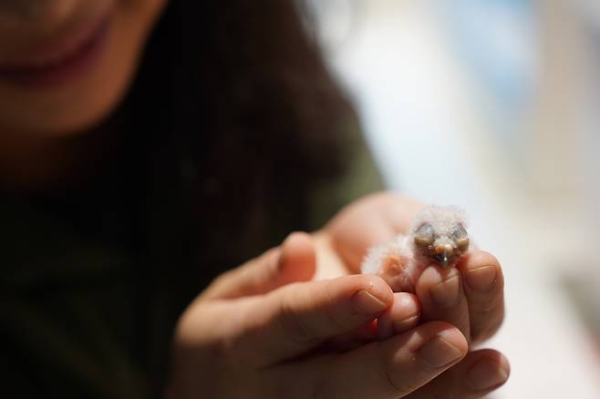 가평베고니아새정원이 국내 최초로 ‘굴파는 올빼미’ 부화에 성공했다.