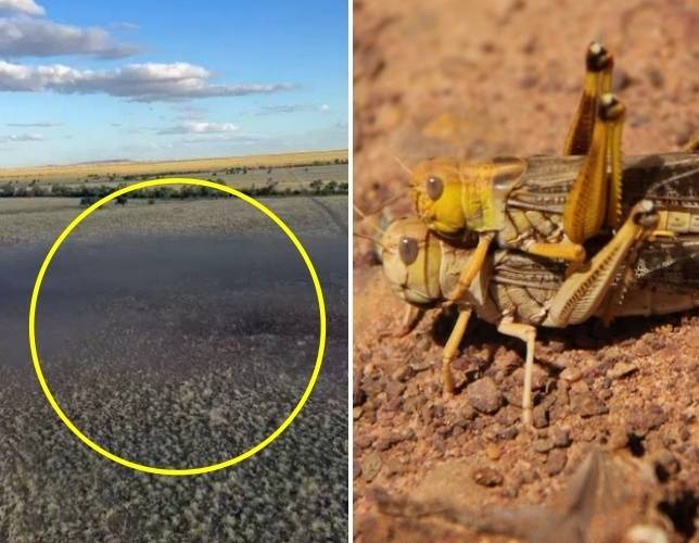 호주 퀸즐랜드 일대에 메뚜기 떼가 대규모로 출몰하면서 방목지 피해가 잇따르고 있다. 왼쪽은 퀸즐랜드 목장 주변을 뒤덮은 메뚜기 떼, 오른쪽은 메뚜기 자료사진