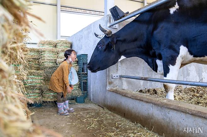 6월23일 강원도 인제군 신월리의 ‘달뜨는 마을’에 구조된 소들을 돌보는 돌봄 가족이 소들과 함께 시간을 보내고 있다. ⓒ시사IN 박미소