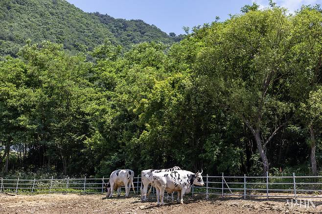 신월리 달뜨는 마을에는 엉이, 메밀, 부들, 창포, 머위 각각의 이름을 가진 소 다섯 마리가 산다. ⓒ시사IN 박미소