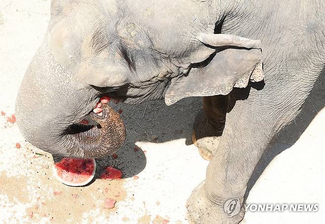 수박으로 열기 식히자 (대구=연합뉴스) 박세진 기자 = 폭염이 이어진 9일 대구 달성공원에서 코끼리가 수박을 먹으며 더위를 식히고 있다. 달성공원 측은 해당 코끼리 이름이 '코순이'이며 1969년도에 태어났다고 밝혔다. 2025.7.9 psjpsj@yna.co.kr
