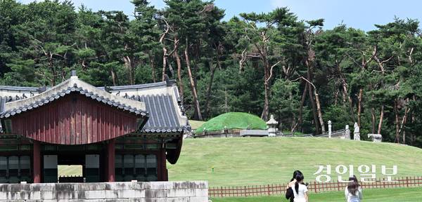 9일 오후 화성시 융건릉 소나무 숲이 지난 겨울 폭설과 최근 폭염 등으로 피해를 보고 있으나 복구작업이 지연되면서 노송 관리에 우려의 목소리가 커지고 있다. 2025.7.9 /임열수기자 pplys@kyeongin.com