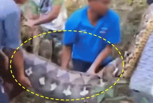 성인 남성을 삼킨 비단뱀의 배가 불룩하게 나온 모습./엑스(X·옛 트위터)