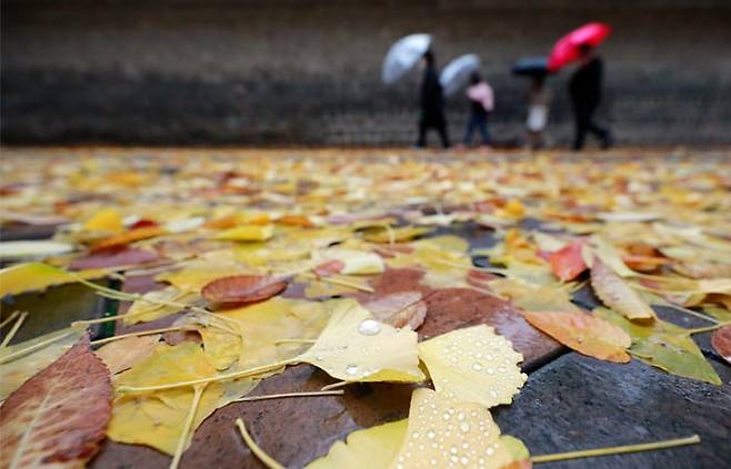 작년 11월 6일 가을비가 내리는 서울 중구 정동길에 단풍이 떨어져 있다. /조선일보DB