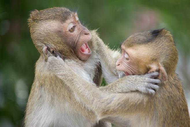 원숭이는 사람처럼 무리생활을 하는 동물이다. 게티이미지뱅크 제공